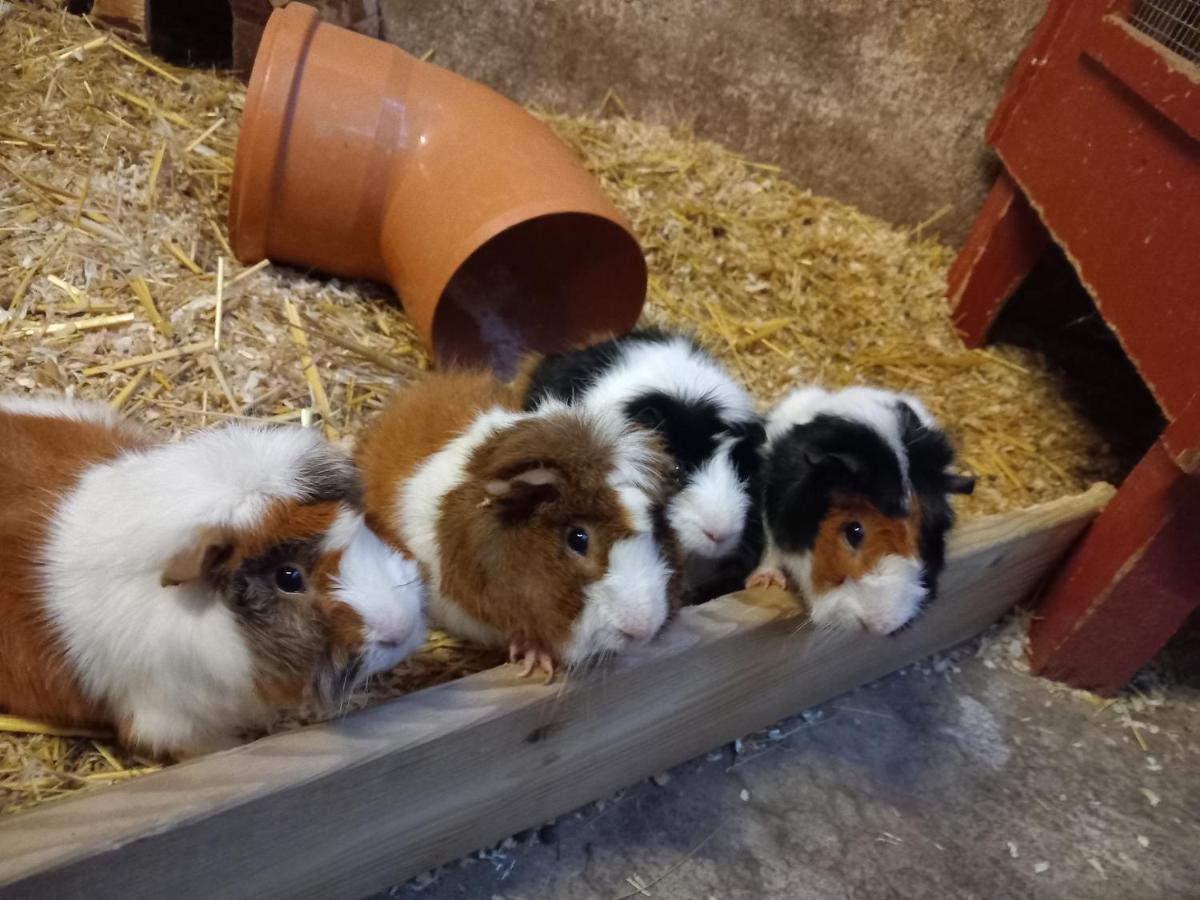Ferienhof Ruessmann Lennestadt Bagian luar foto
